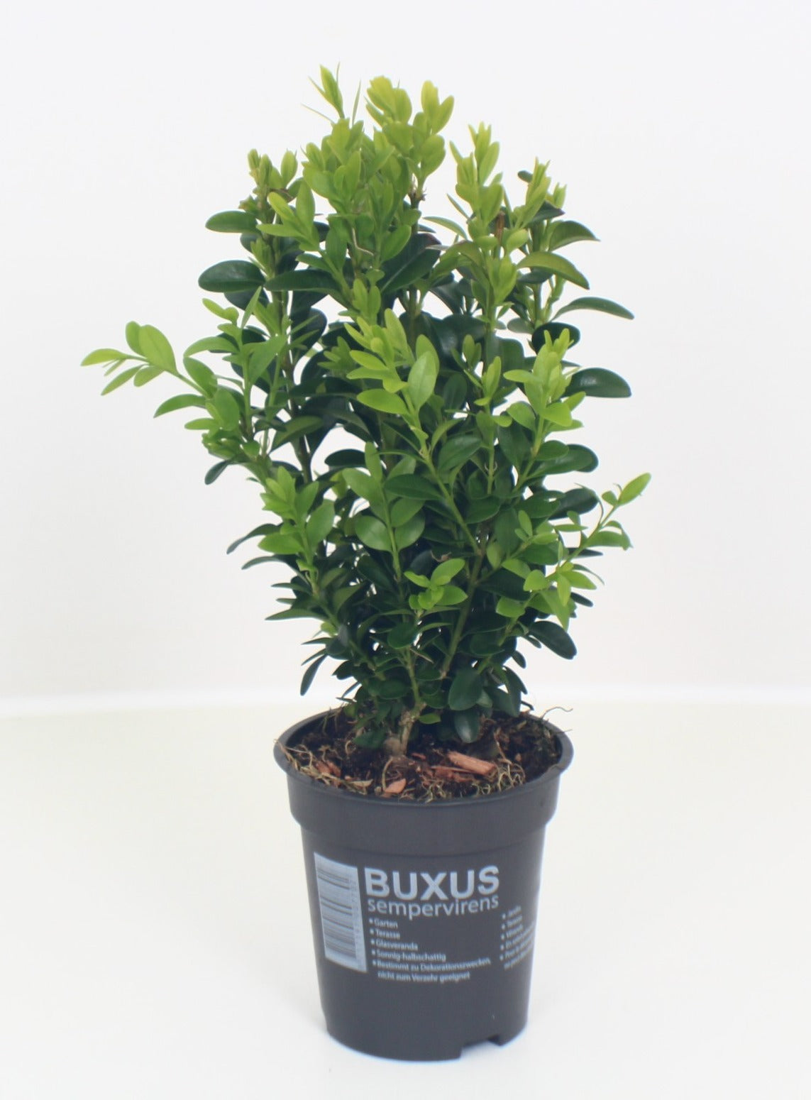 Buitenhuis VOF, Koos Buxus sempervirens ball Pack of 18