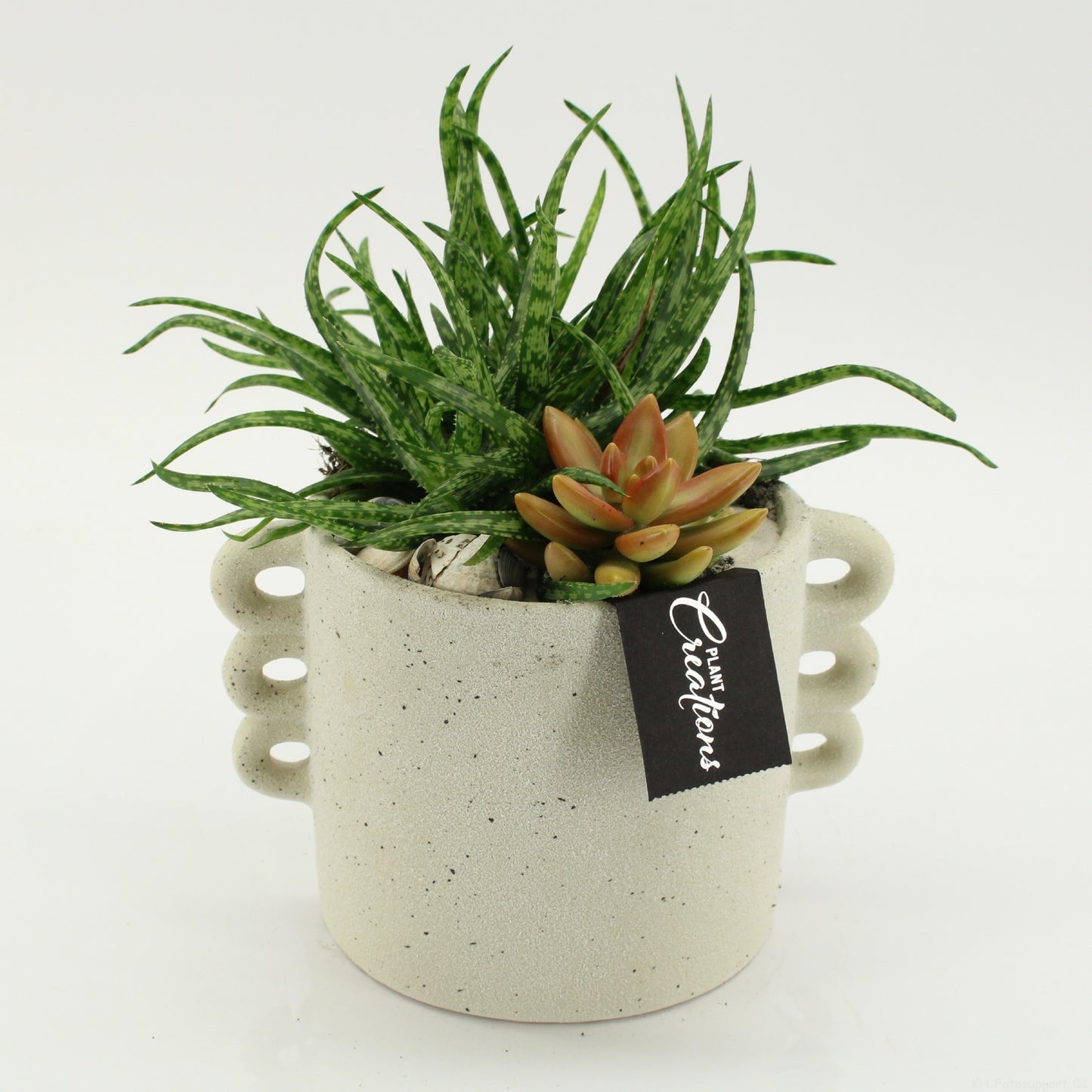 Indoor green arrangement 25cm 18cm Pot