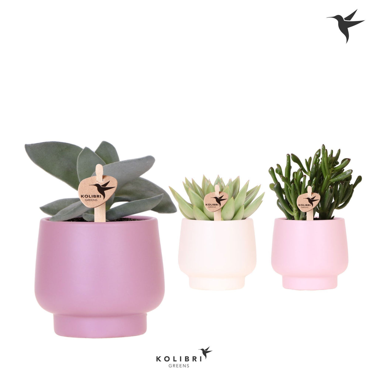 Succulent mix 22cm 9cm Pot