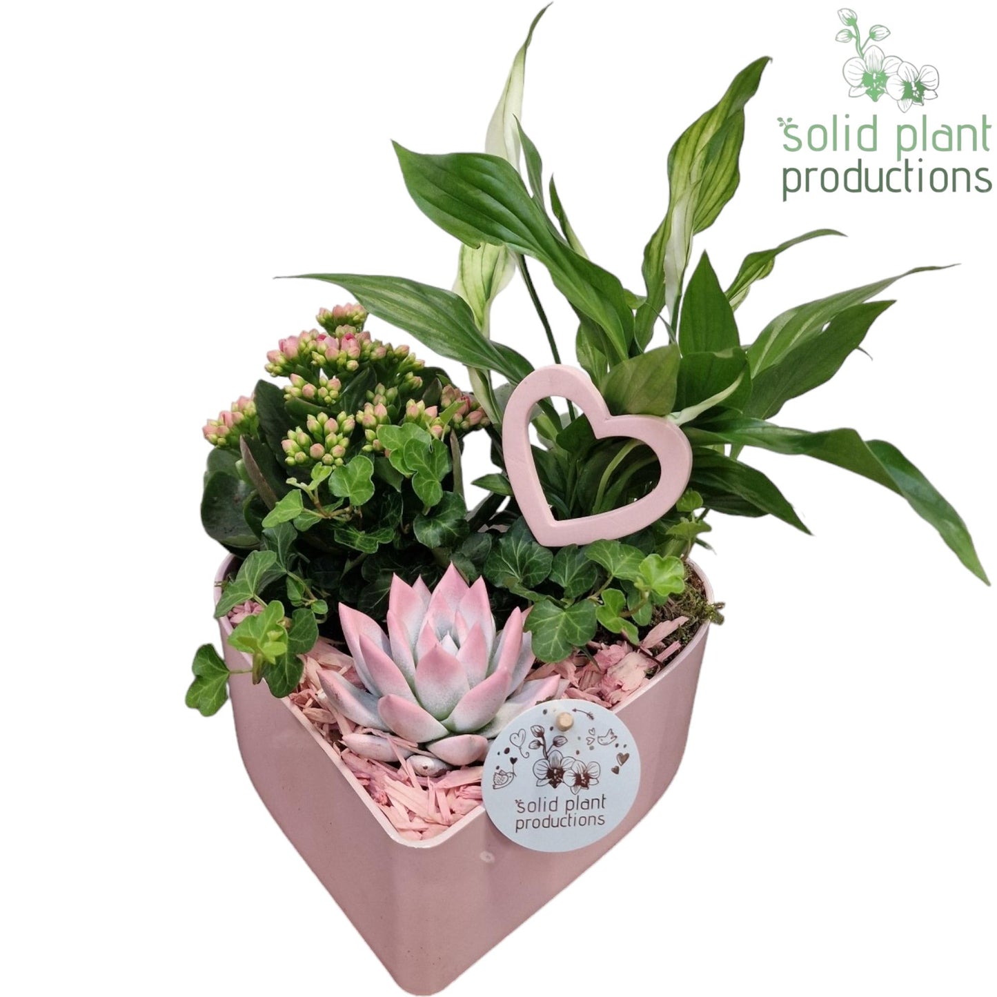 SE029 Hart Pink Deluxe 4PP 30cm 22cm Pot