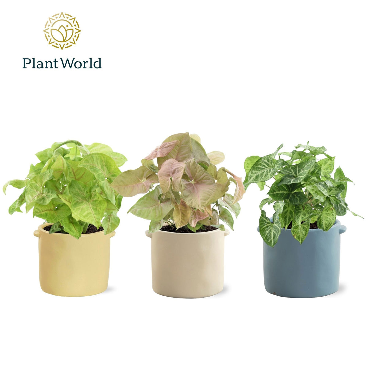 Syngonium mix 30cm 14cm Pot