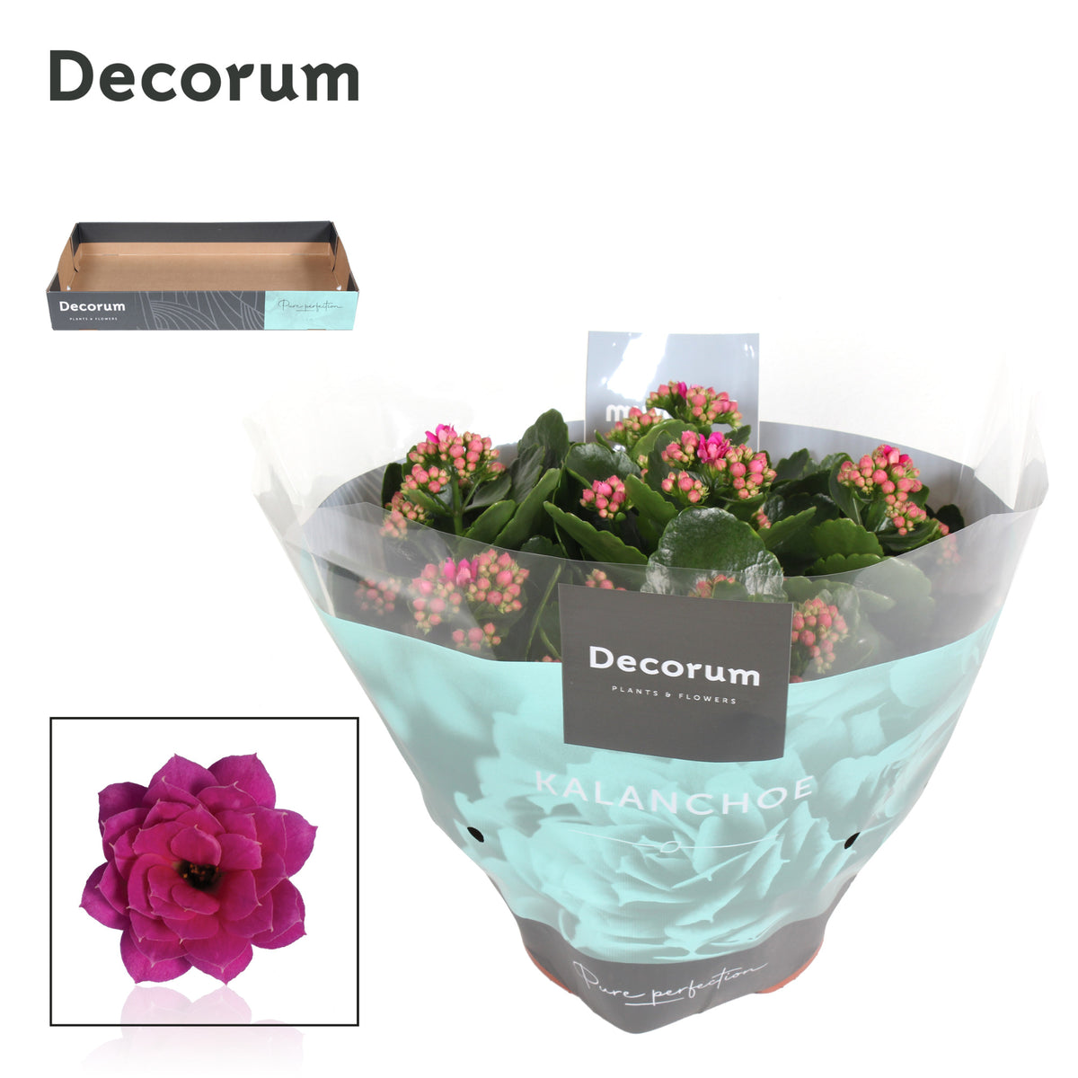 SlijkermanKalanchoe Kalanchoe purple decorum Pack of 3