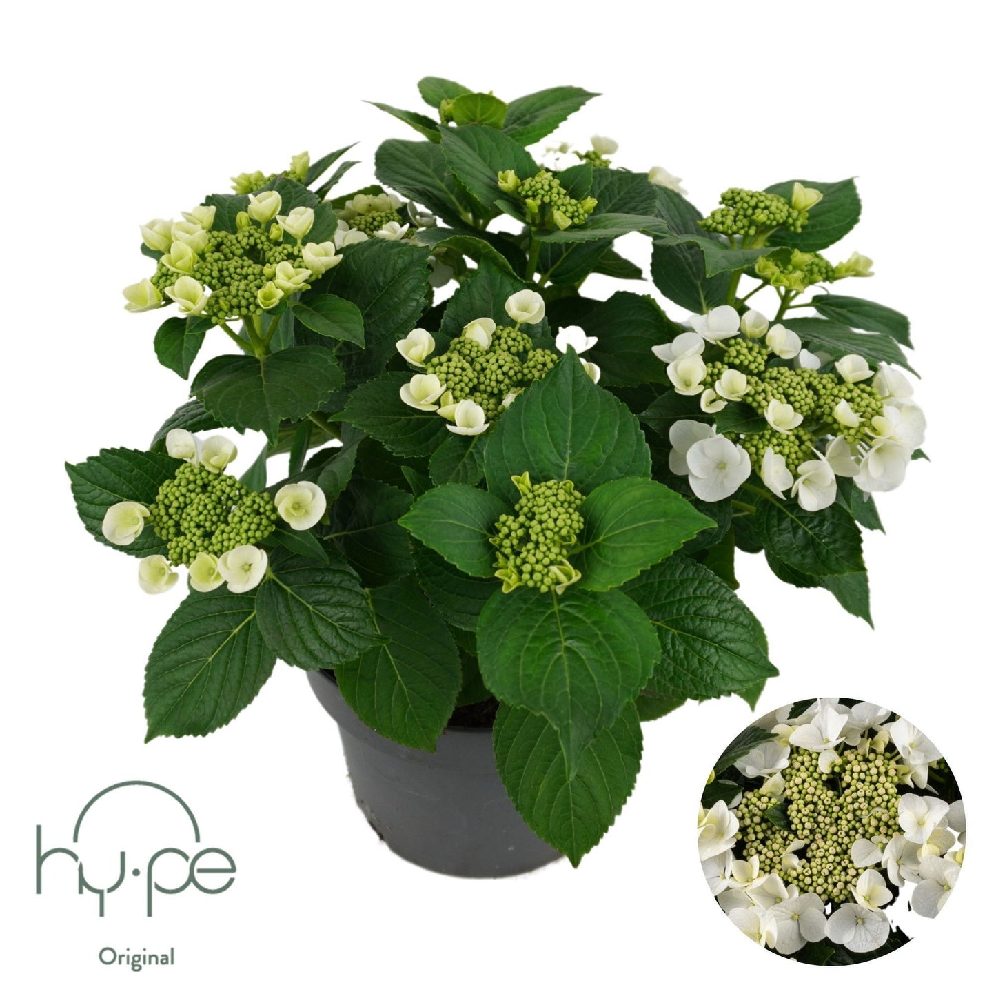 Schie, Sjaak van Hydrangea macr. Lacecap white Pack of 3