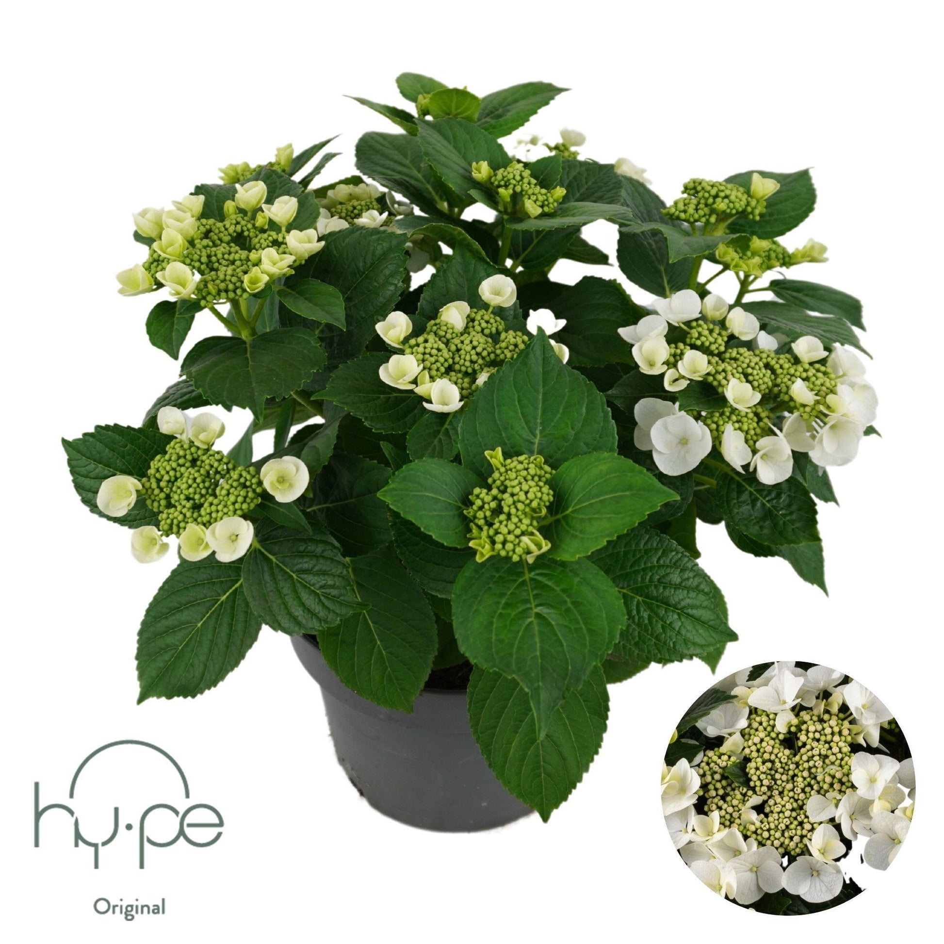 Schie, Sjaak van Hydrangea macr. Lacecap white Pack of 3