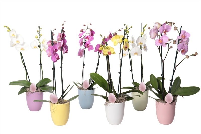 Phalaenopsis mix 55cm 12cm Pot
