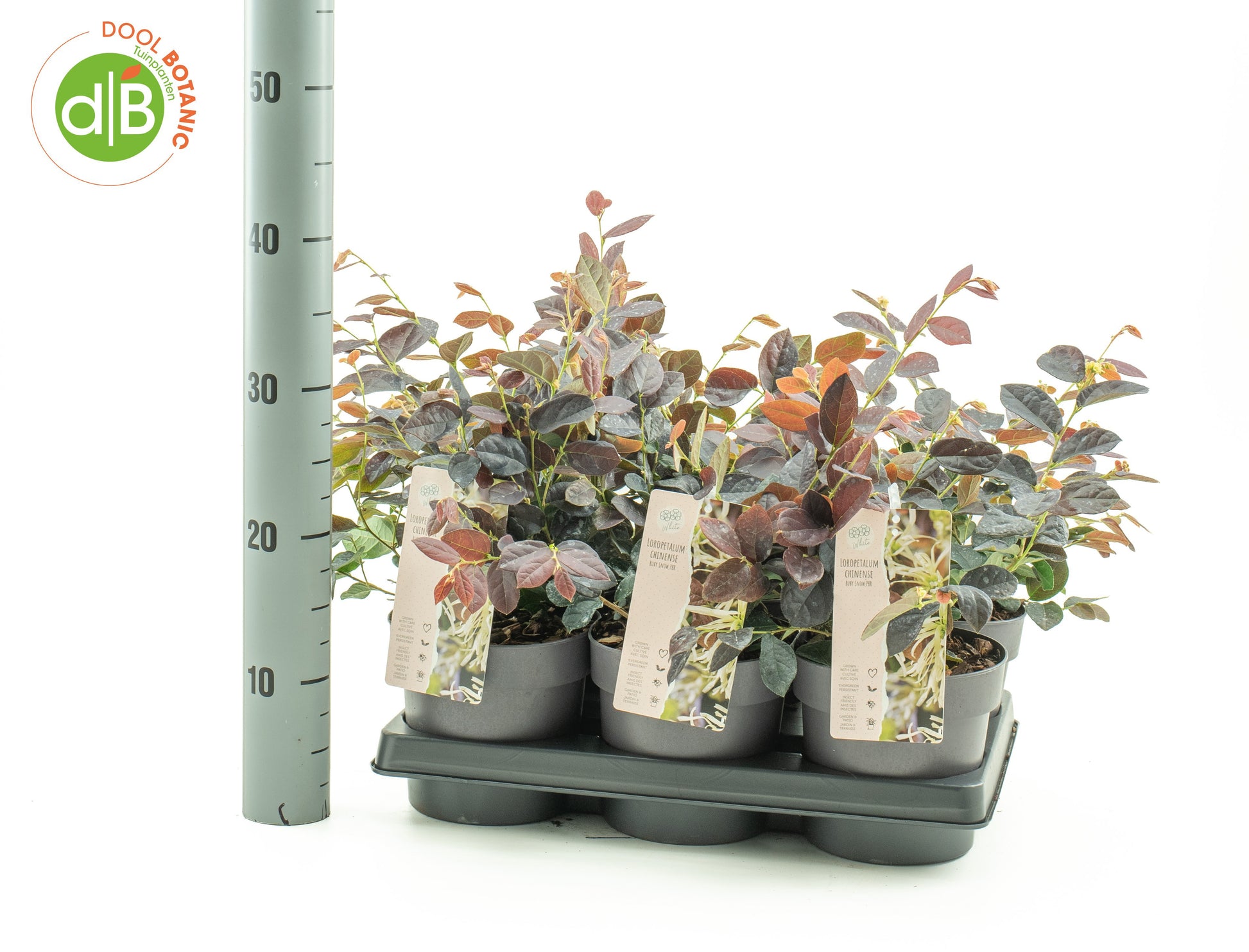 Dool Botanic Loropetalum Fire Dance Pack of 6