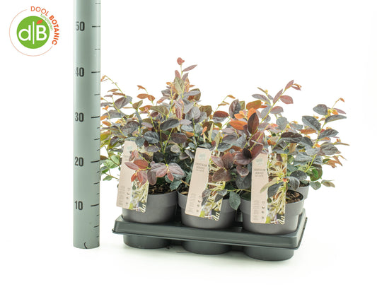 Dool Botanic Loropetalum Fire Dance Pack of 6