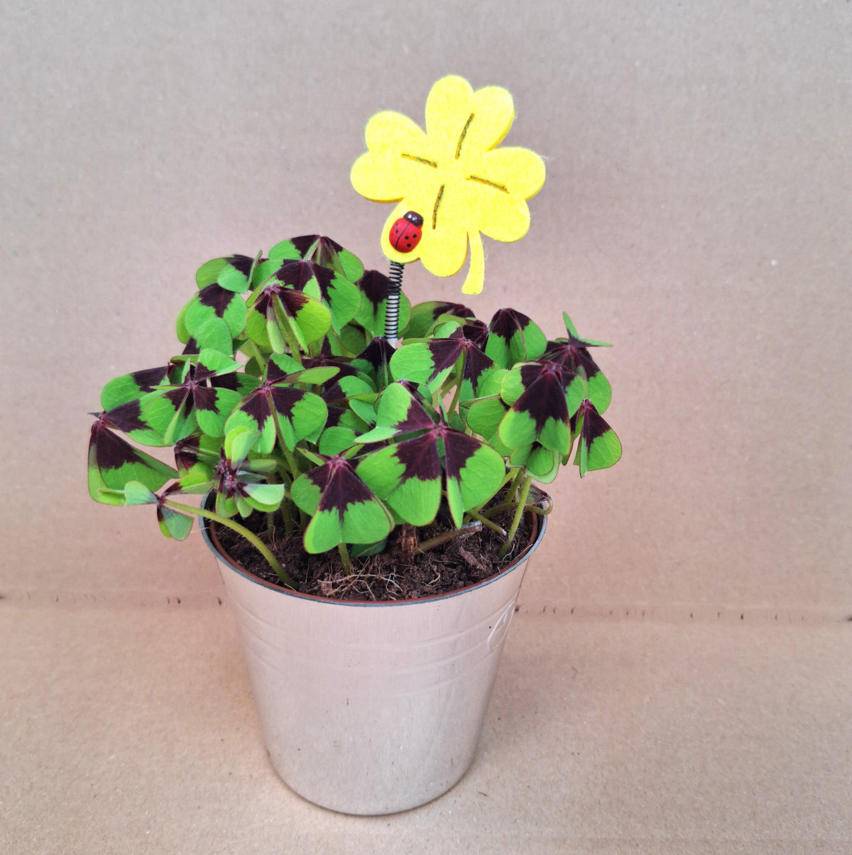 Oxalis deppei 15cm 9cm Pot