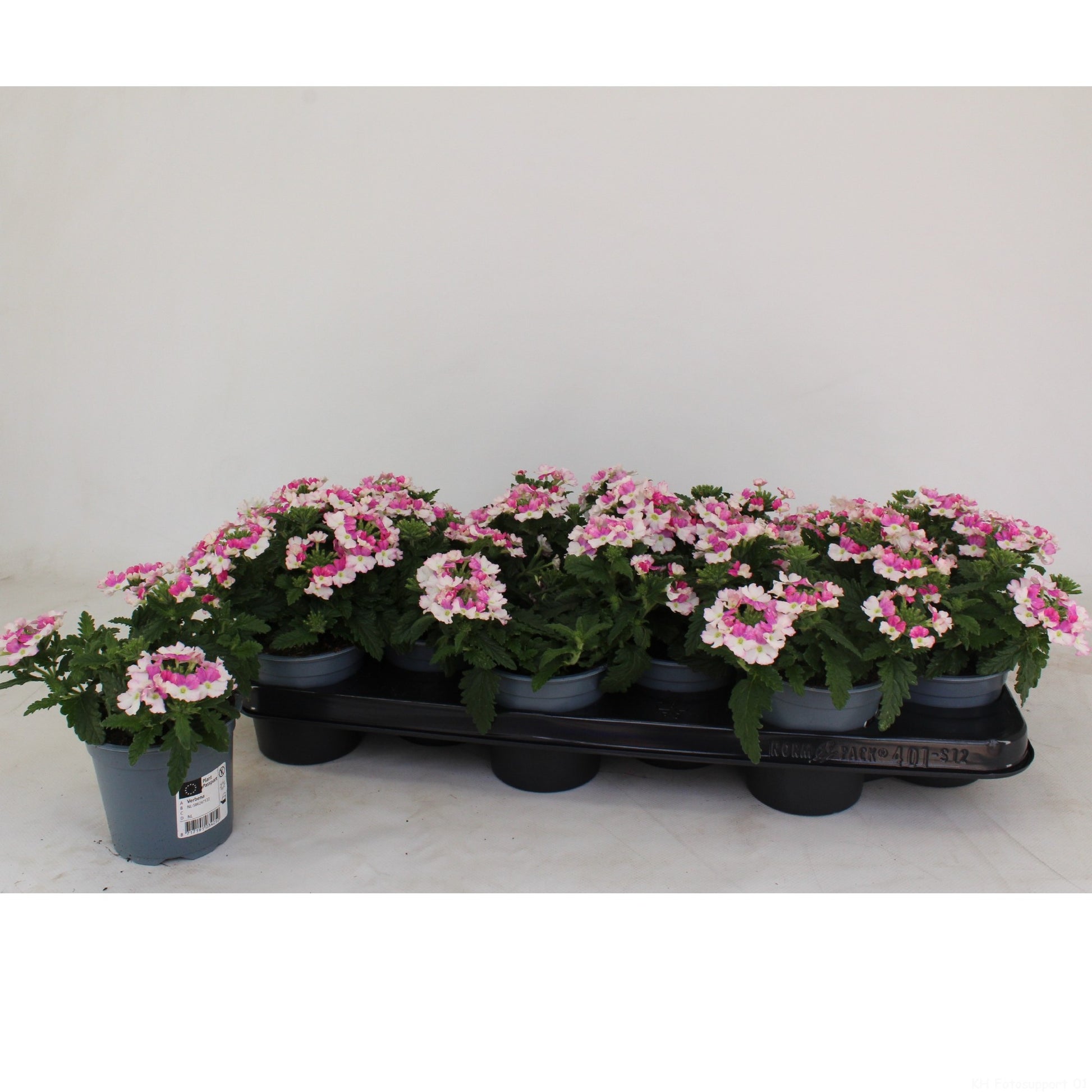 Verbena Lanai Pink Twister 18cm 510cm Pot