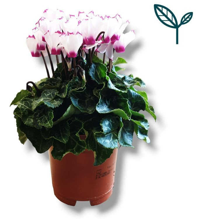 Bergcamp, kwekerij Cyclamen Metis Victoria Pack of 8