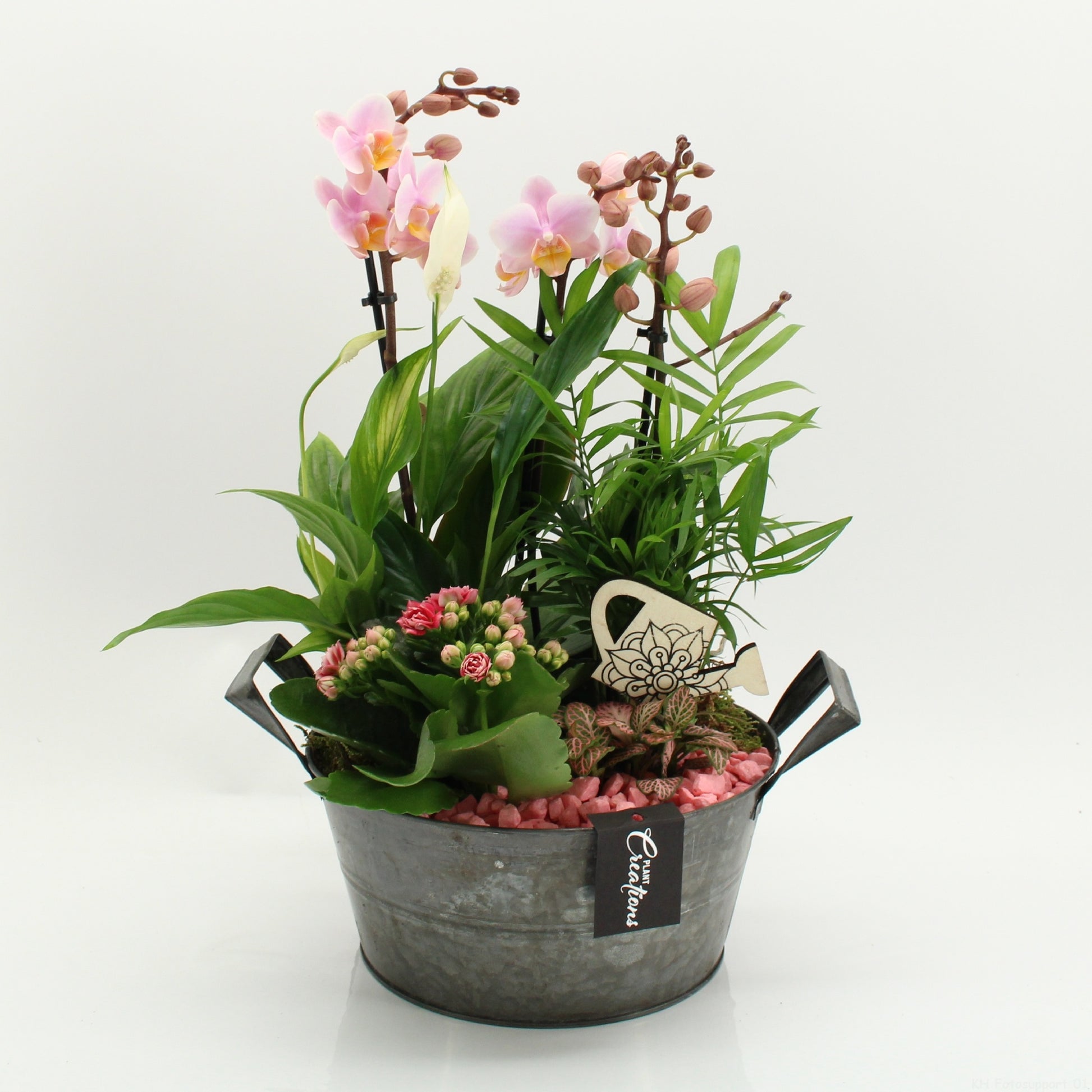 PHAL-2632RZ Phalaenopsis creatie 45cm 23cm Pot
