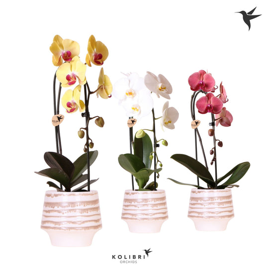 Phalaenopsis Elegant cascade 50cm 12cm Pot