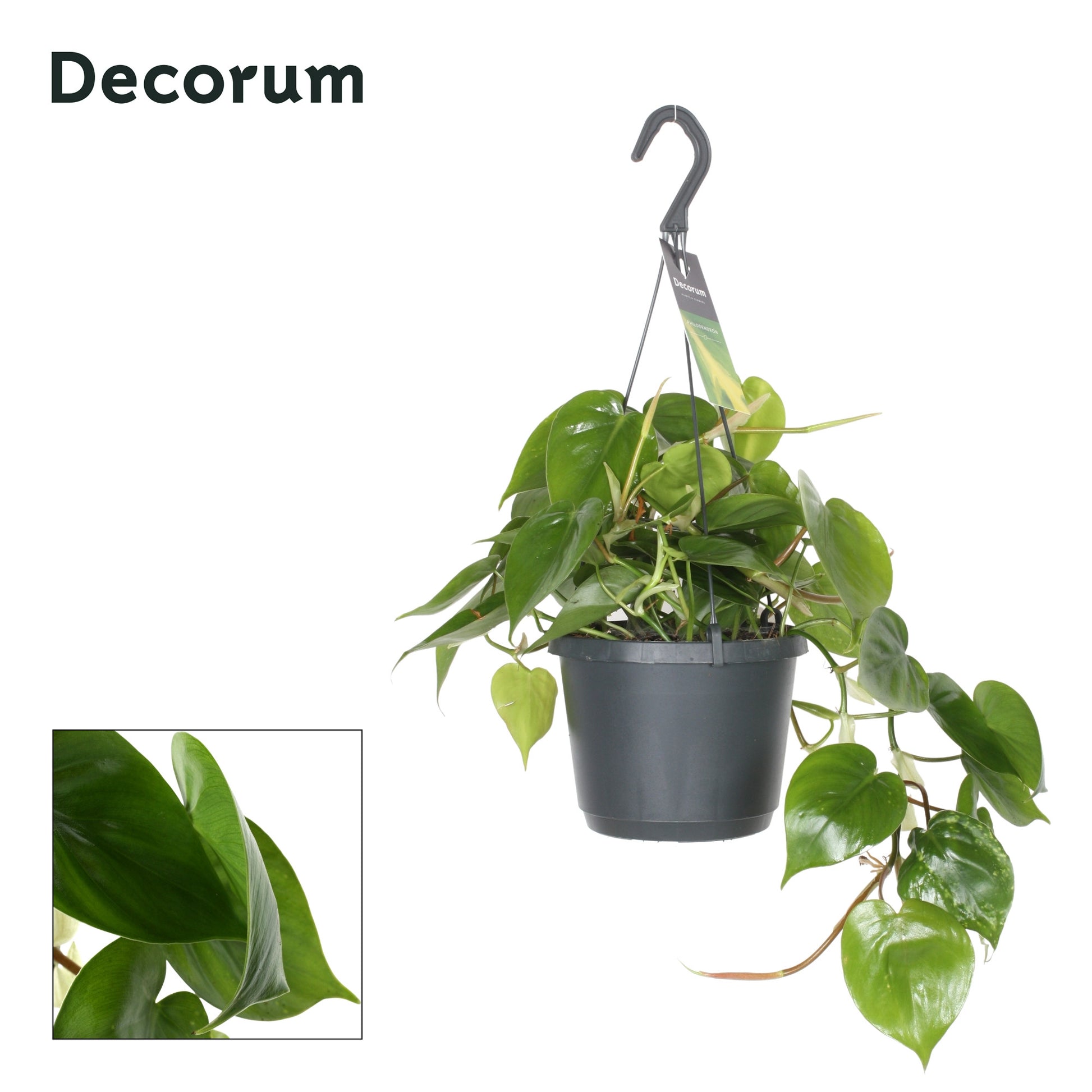 Hillplant BV Philodendron scandens Pack of 4