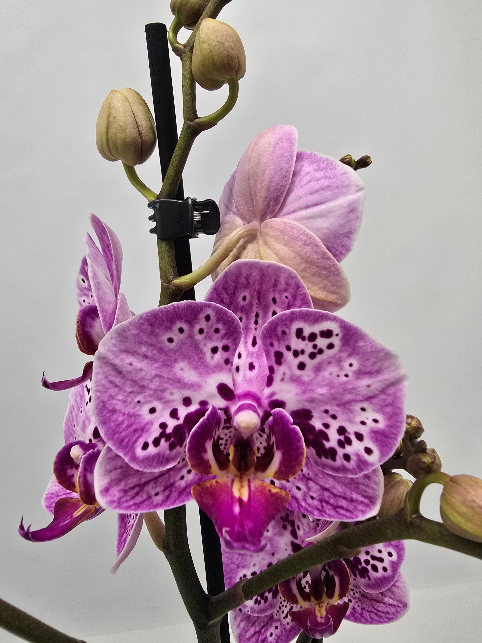Phalaenopsis Hybrid 62cm 12cm Pot
