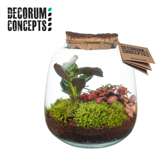 Indoor green arrangement 19cm Pot