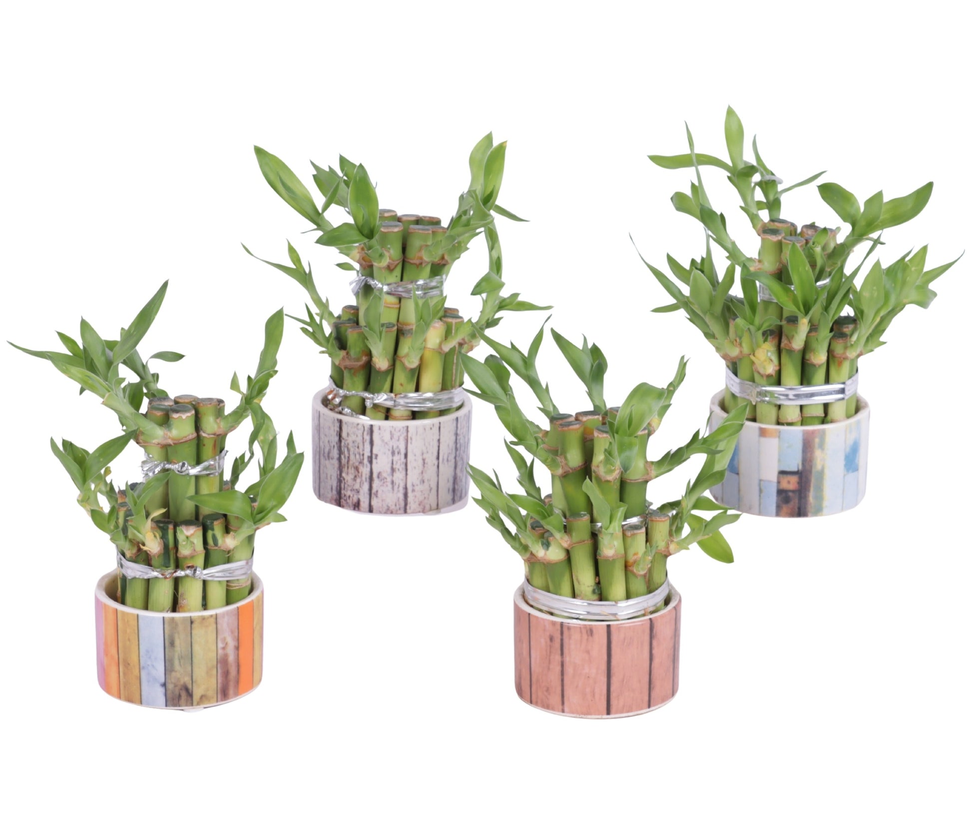 Drac. Lucky Bamboo (+ drp. ceramic) 15cm 8cm Pot