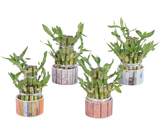 Drac. Lucky Bamboo (+ drp. ceramic) 15cm 8cm Pot