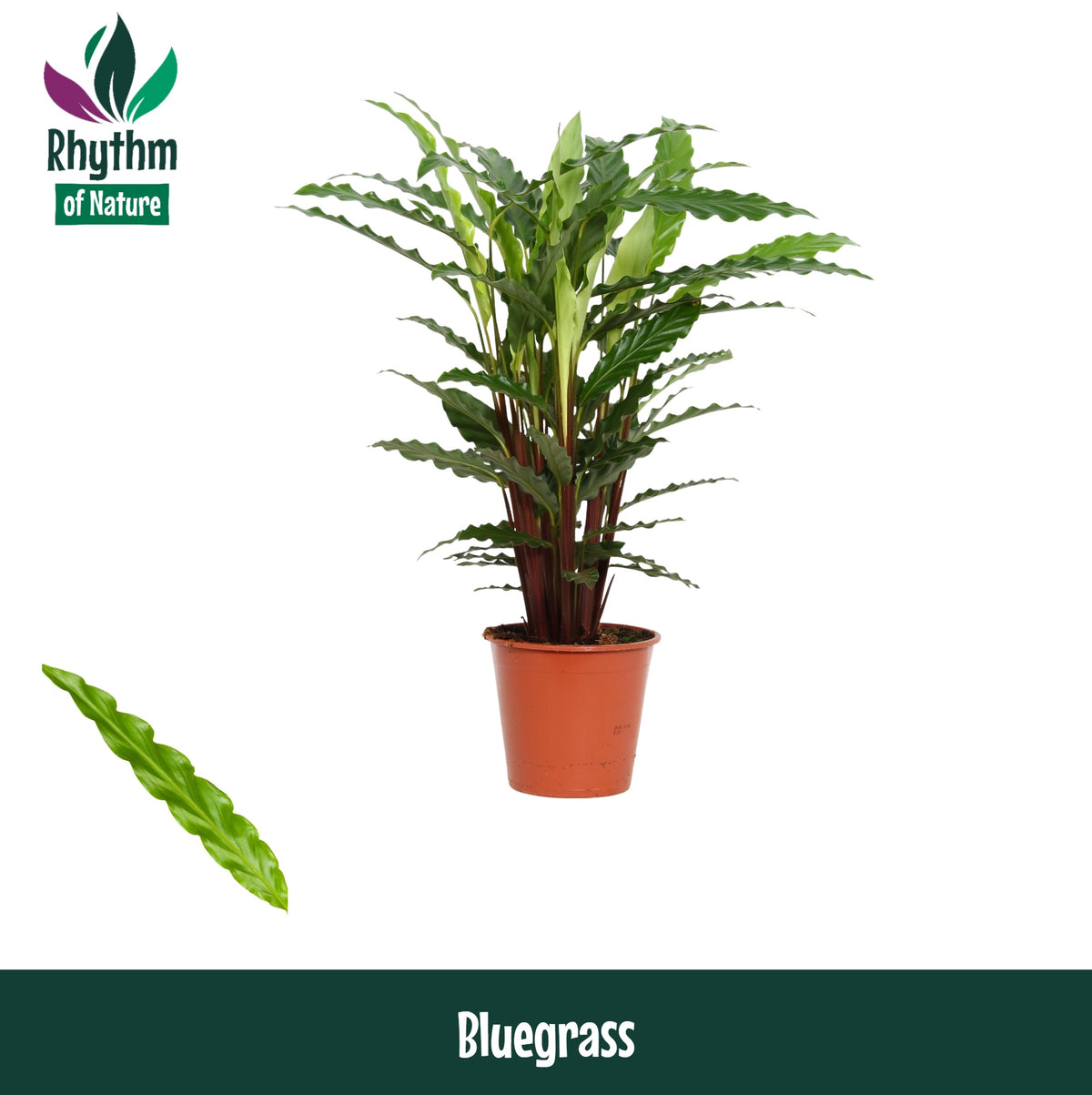 Calathea Blue Grass 65cm 17cm Pot