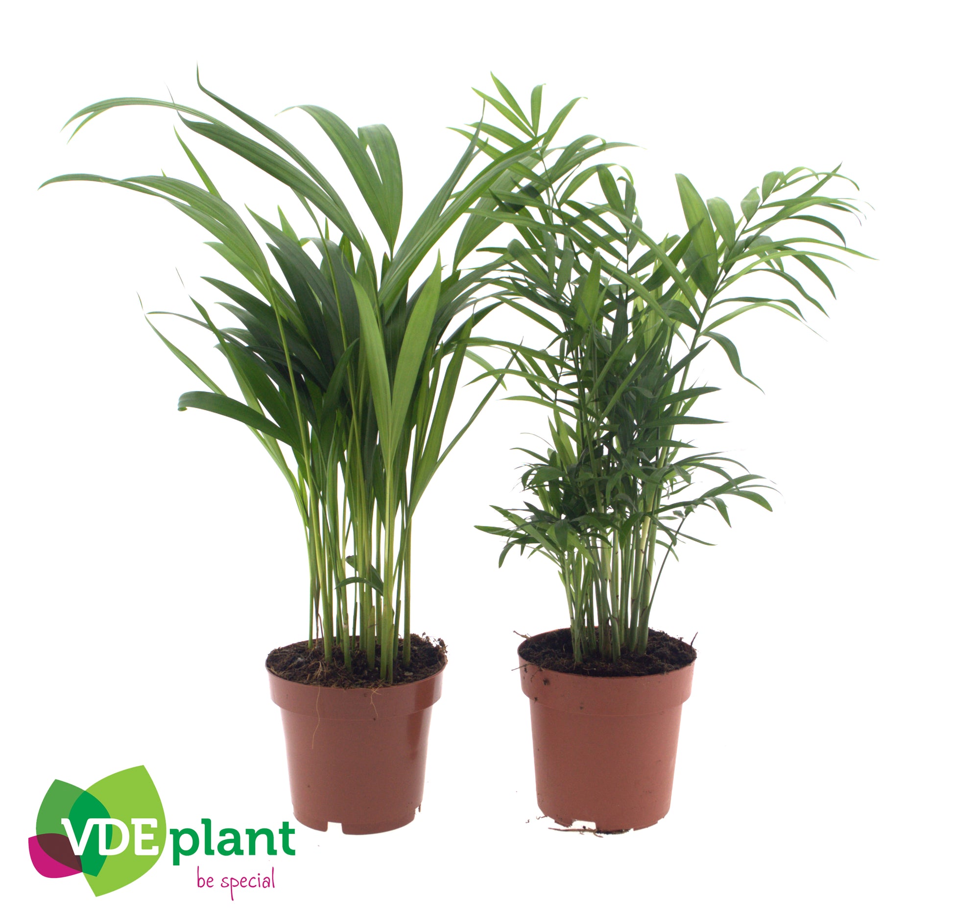 VDE plant BV Palms mix Pack of 10
