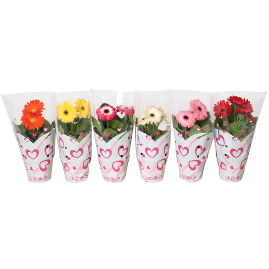 Gerbera mix 20cm 12cm Pot
