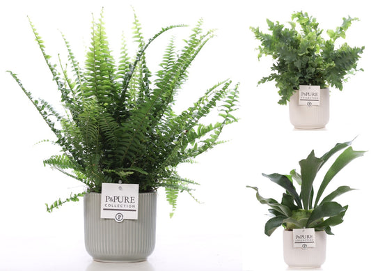 Ferns mix 35cm 12cm Pot