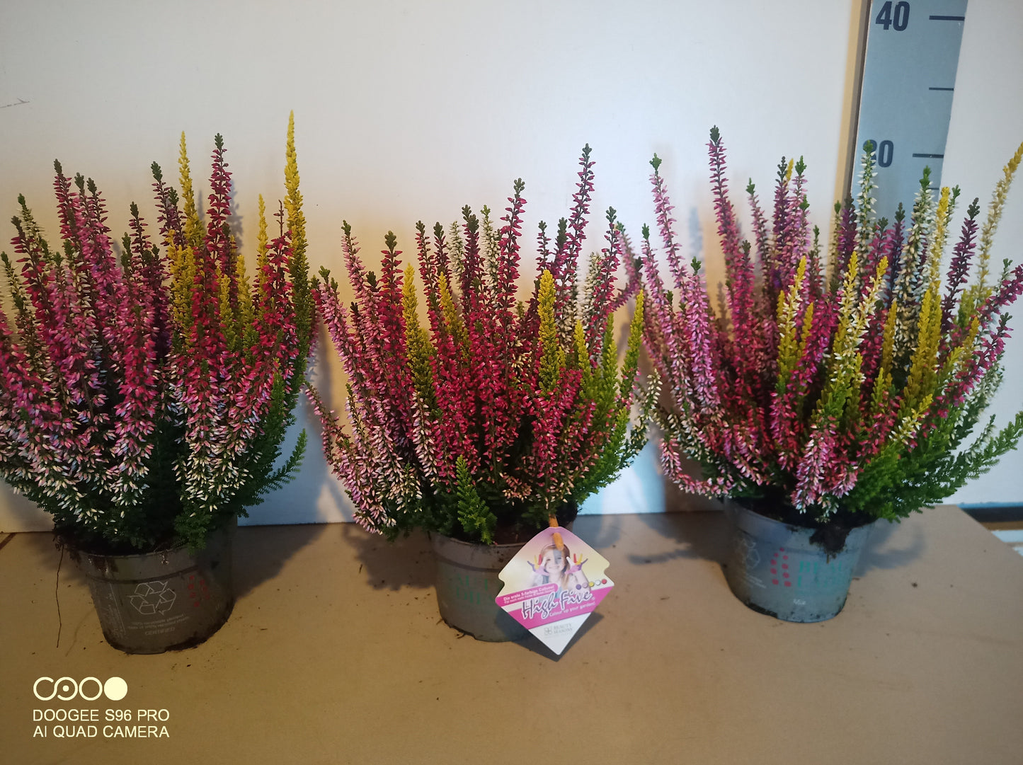 Calluna Beauty Ladies High Five 25cm 10.5cm Pot