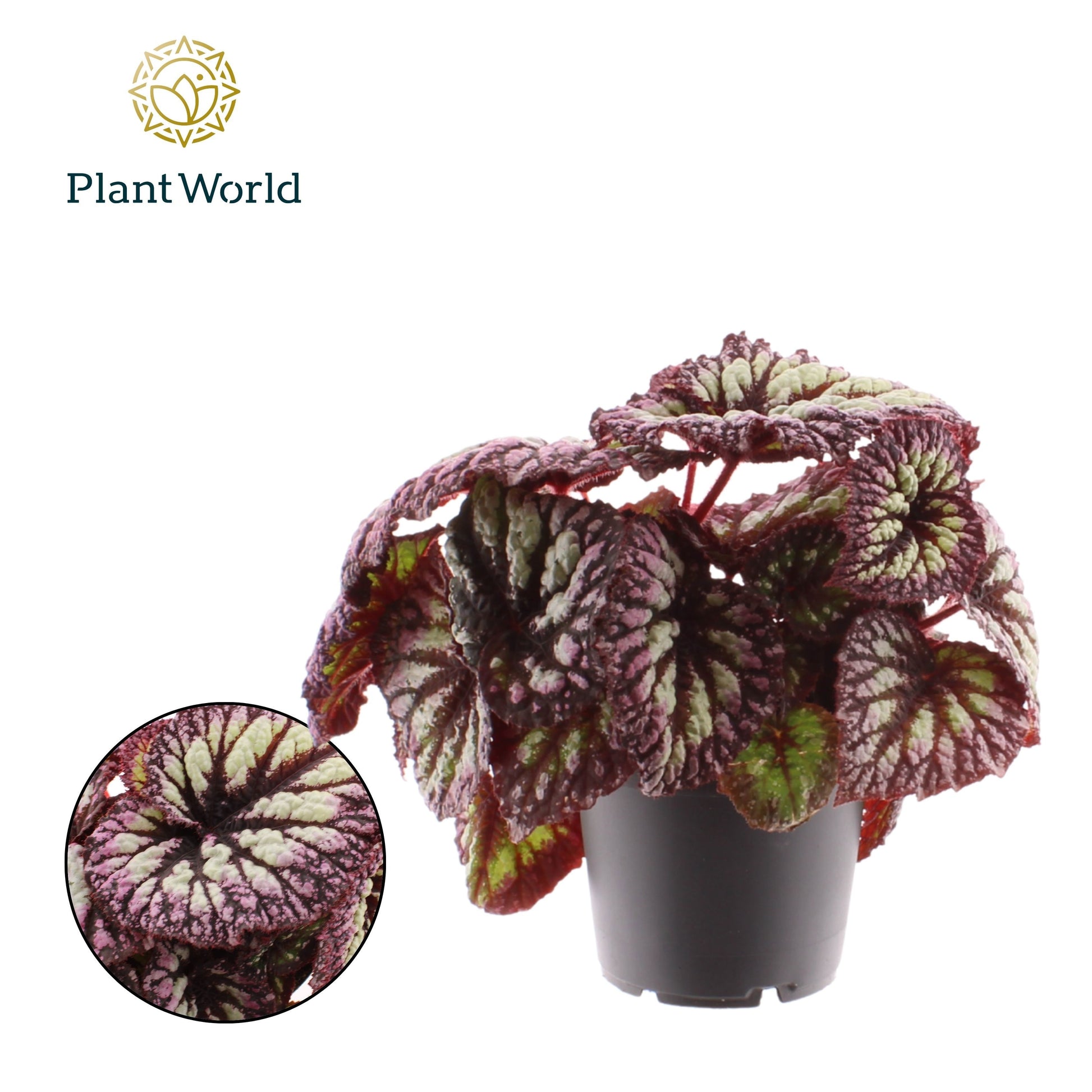 Begonia Fireworks 25cm 12cm Pot
