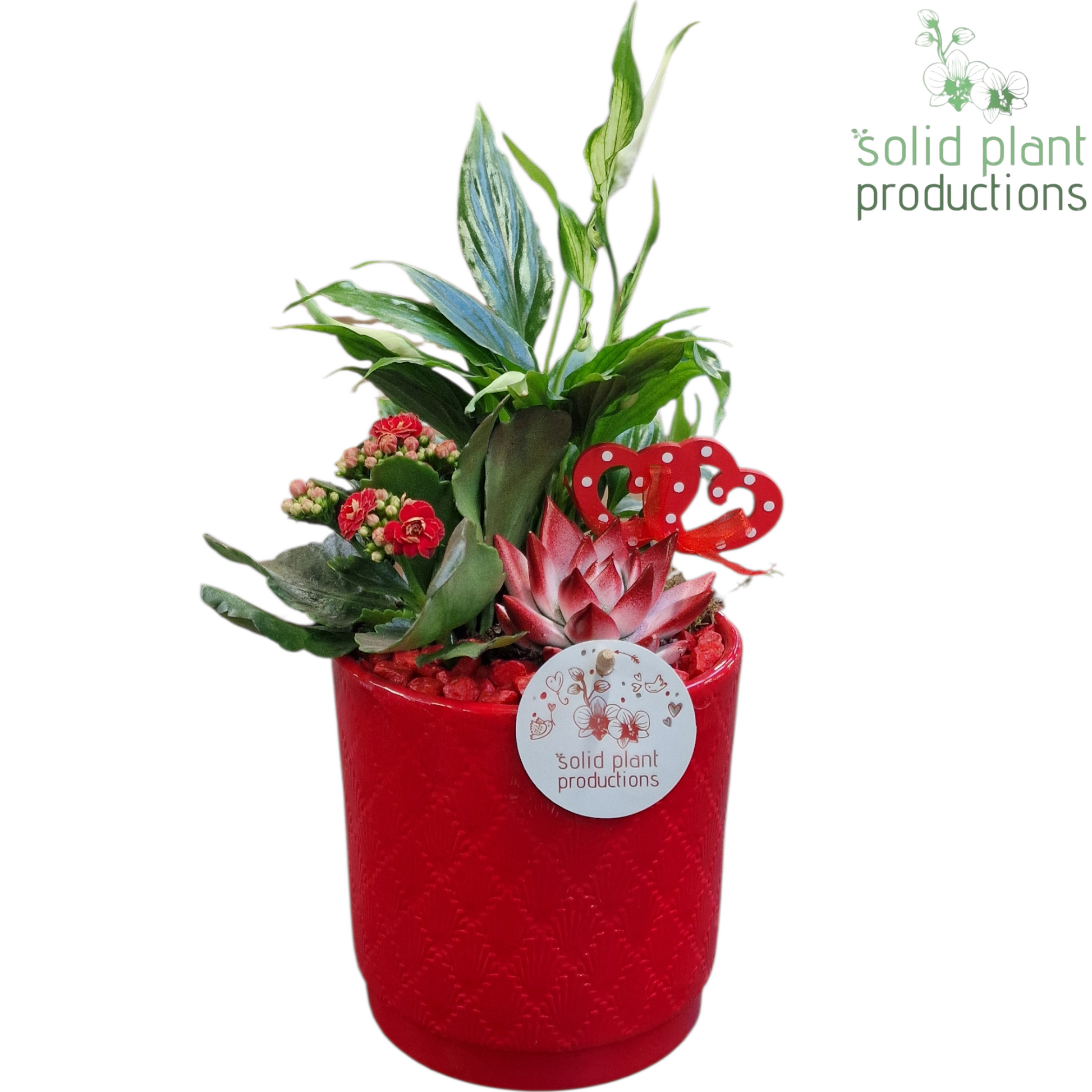 SE001 Amy Red VM 35cm 13cm Pot