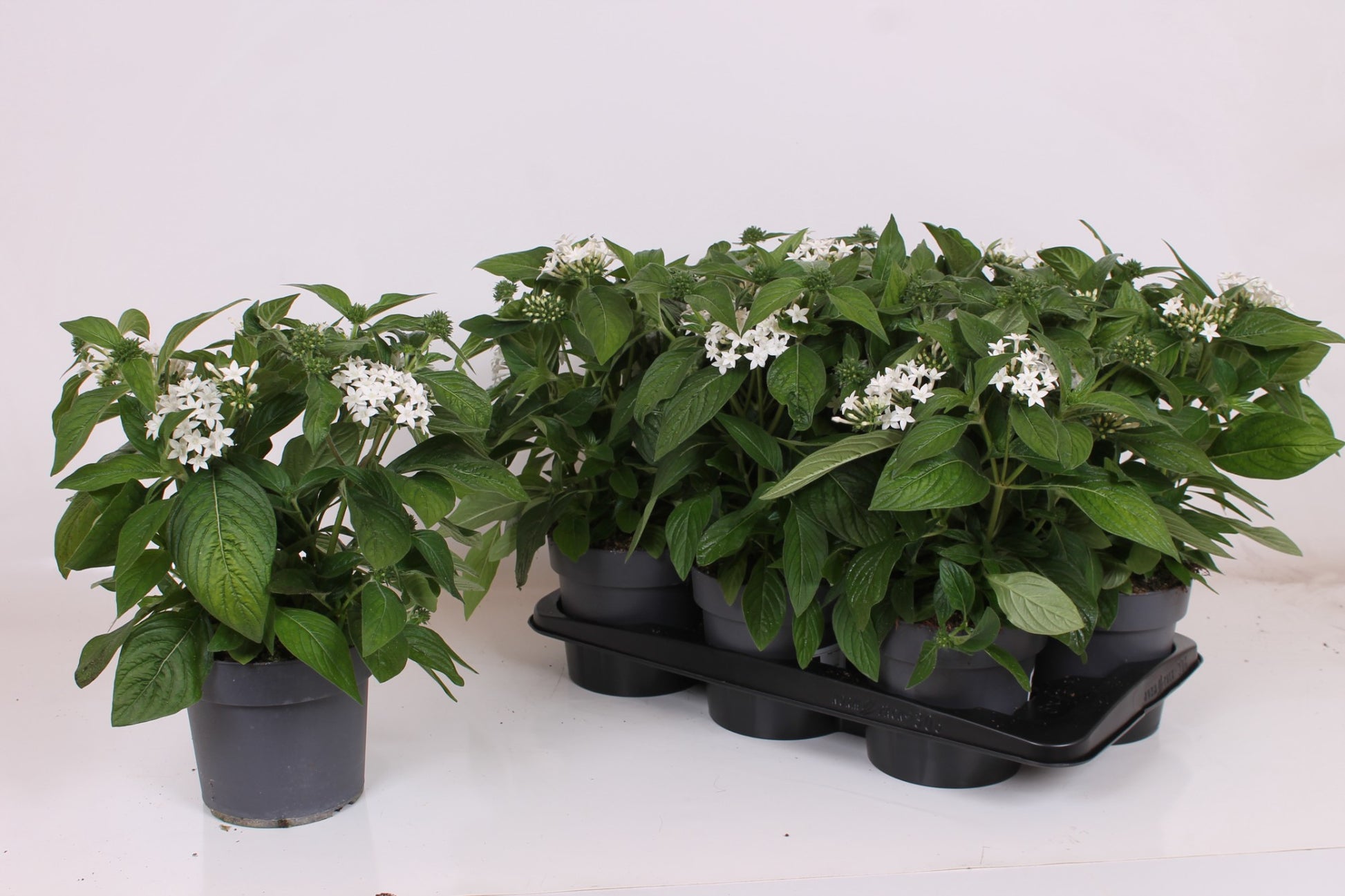 Pentas Graffiti White 38cm 17cm Pot