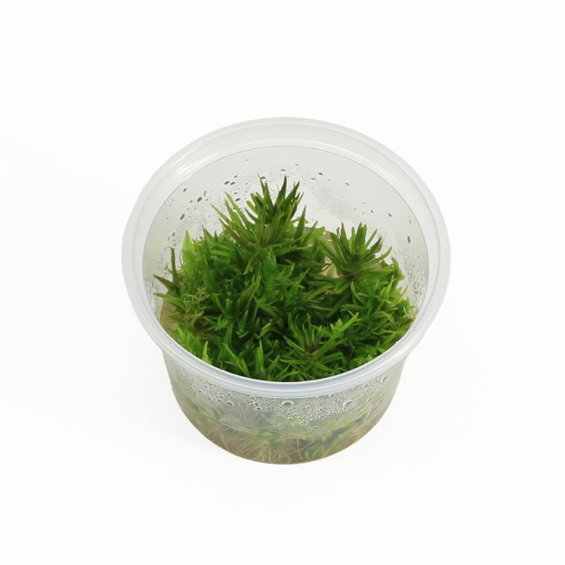 Aquarium plant mix 5cm 2cm Pot