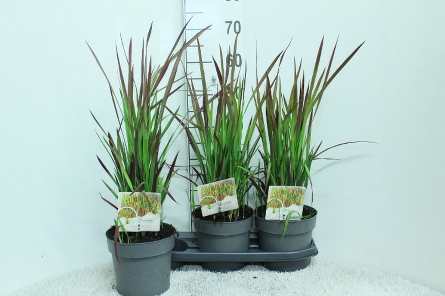 Imperata Red Baron 65cm 19cm Pot