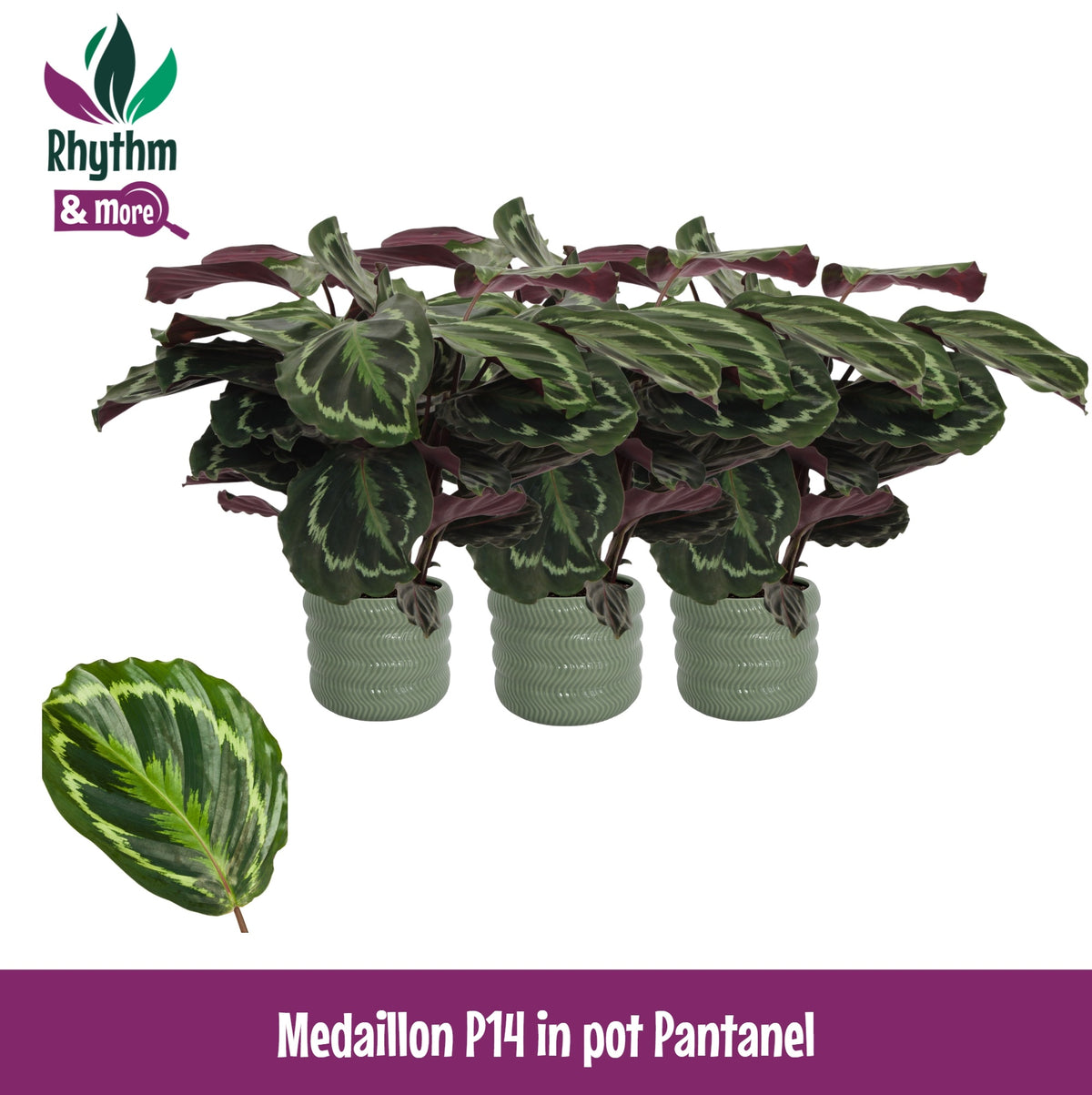Calathea Medallion 45cm 14cm Pot