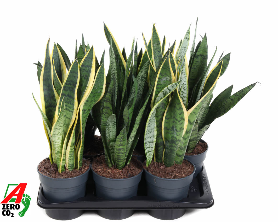 Ammerlaan Green Innovator Sansevieria trifasciata Pack of 1