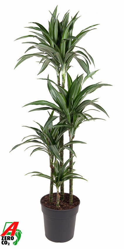Ammerlaan Green Innovator Dracaena frag. Ulises Pack of 1