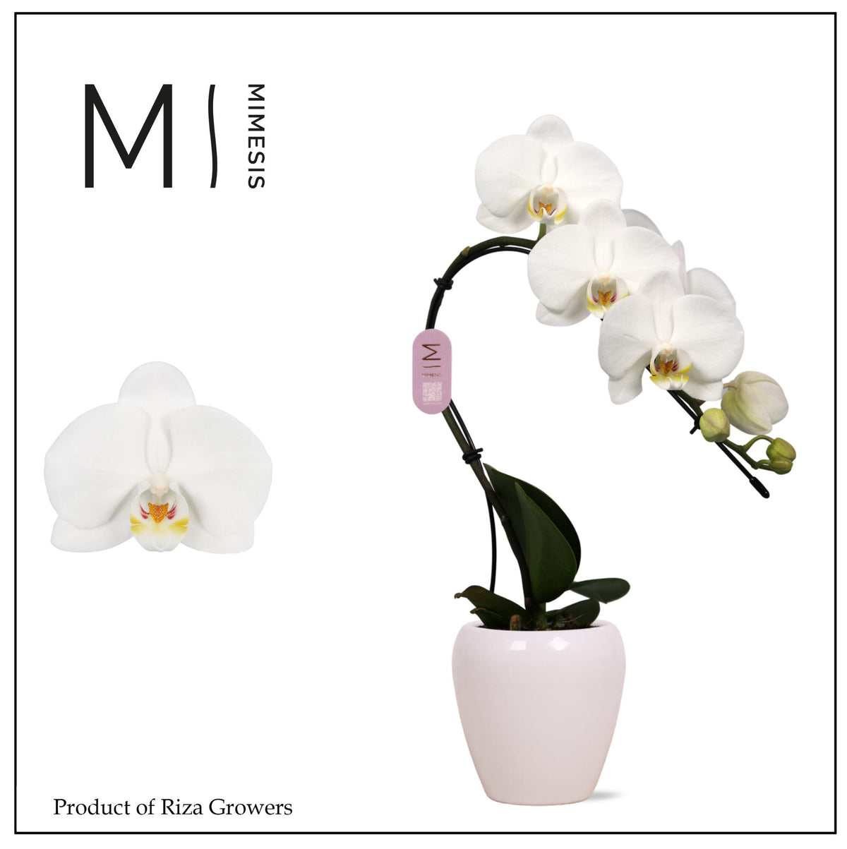 Phalaenopsis White Swan (+ drp.ceramic) 35cm 7cm Pot