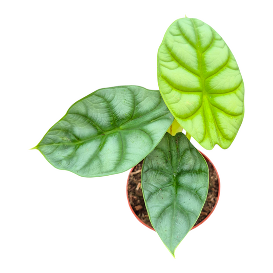 Alocasia amazonica 15cm 9cm Pot