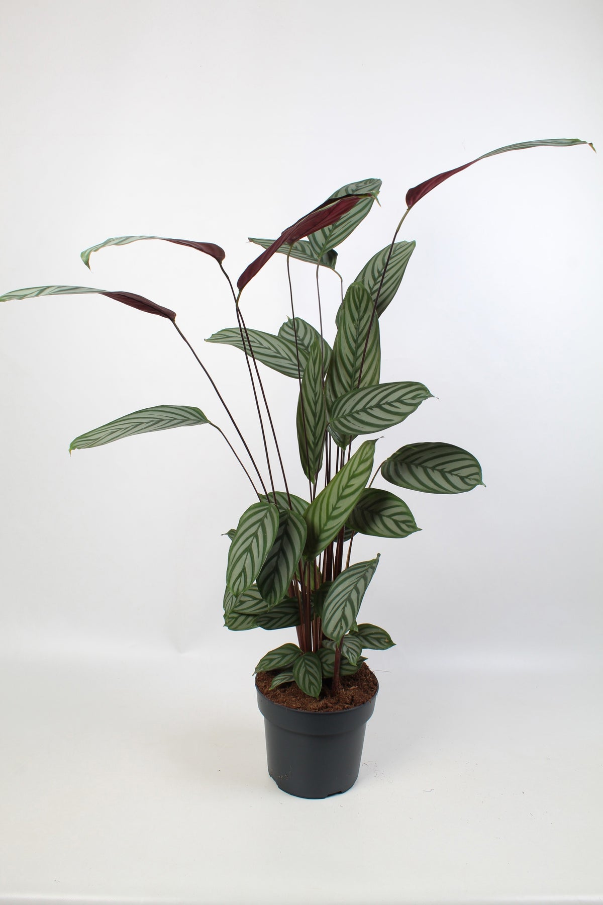 Ctenanthe oppenheimiana 130cm 24cm Pot