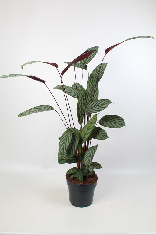 Ctenanthe oppenheimiana 130cm 24cm Pot