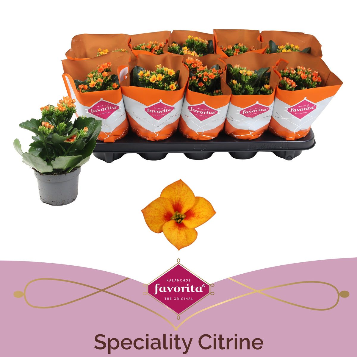 Kalanchoe Citrine 22cm 10.5cm Pot