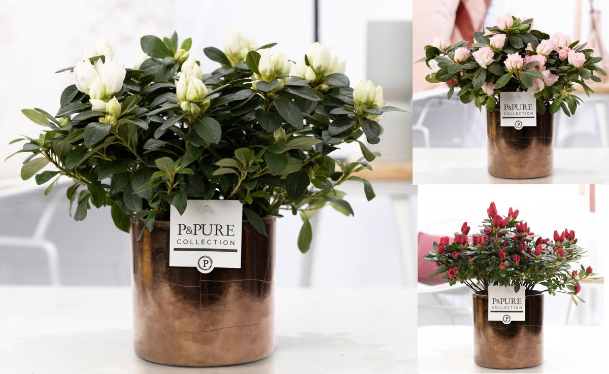 Rhododendron Vogel 3 colors 25cm 12cm Pot