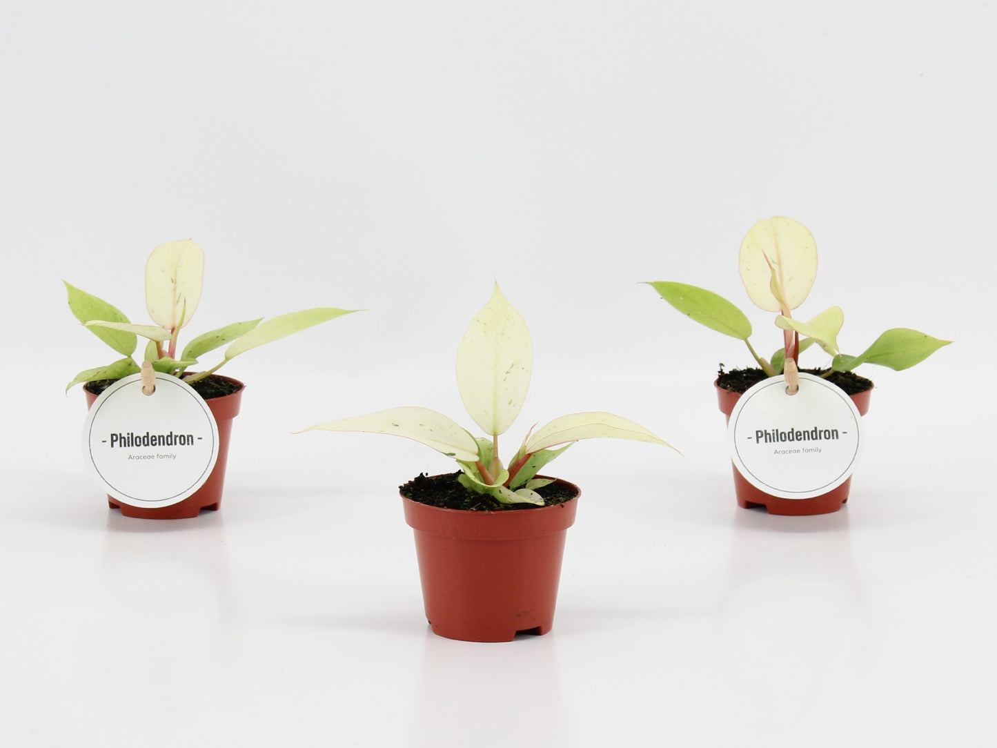 Mostert Nieuwerkerk BV Philodendron scandens Pack of 20