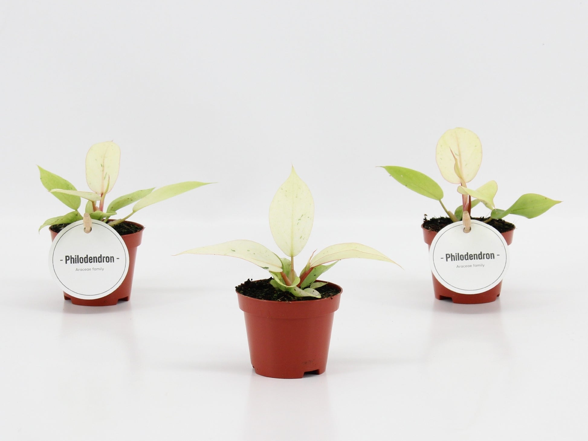 Mostert Nieuwerkerk BV Philodendron scandens Pack of 20