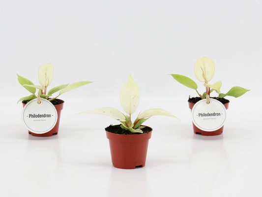 Mostert Nieuwerkerk BV Philodendron scandens Pack of 20