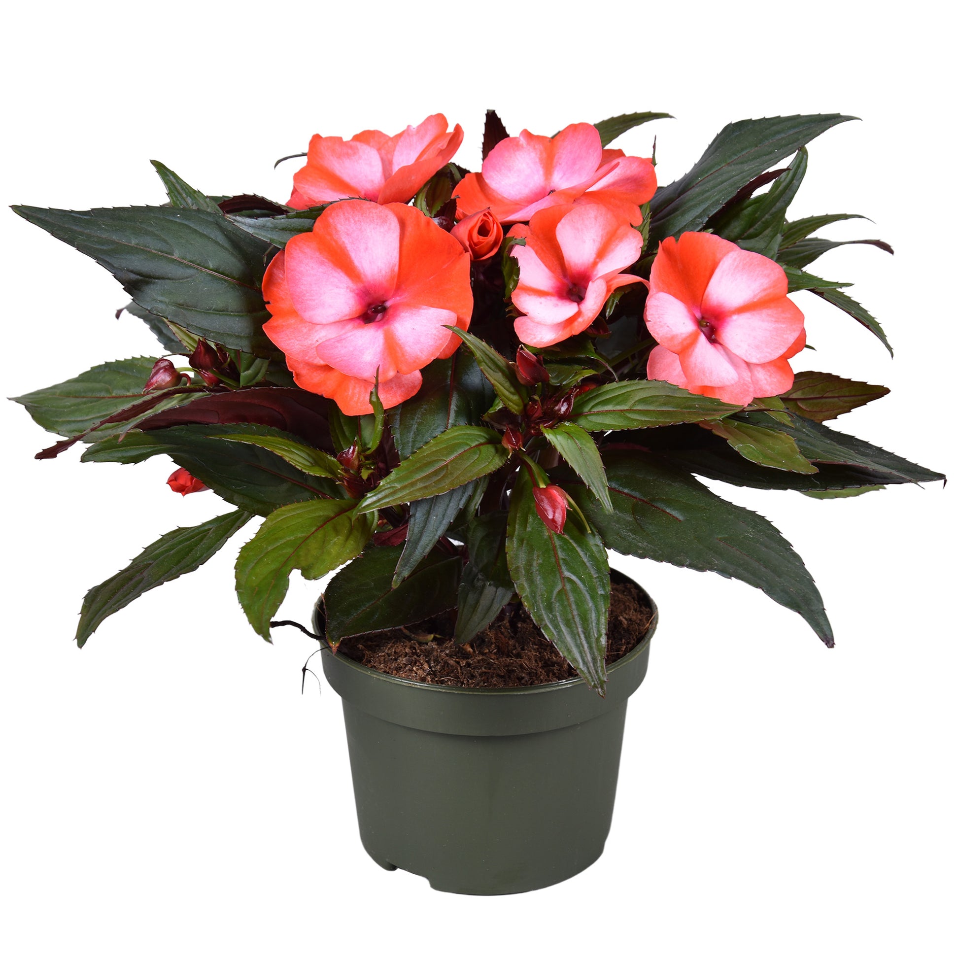 Impatiens ng. Tamarinda Red Bicolor 25cm 13cm Pot
