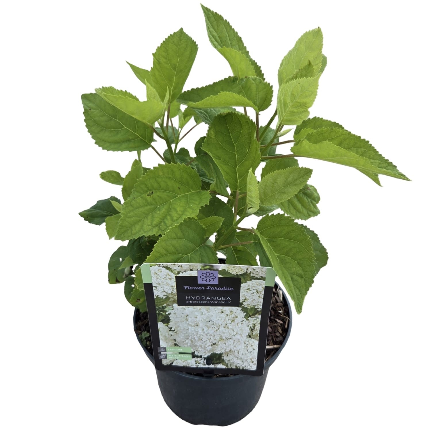 Hydrangea Annabelle 45cm 17cm Pot
