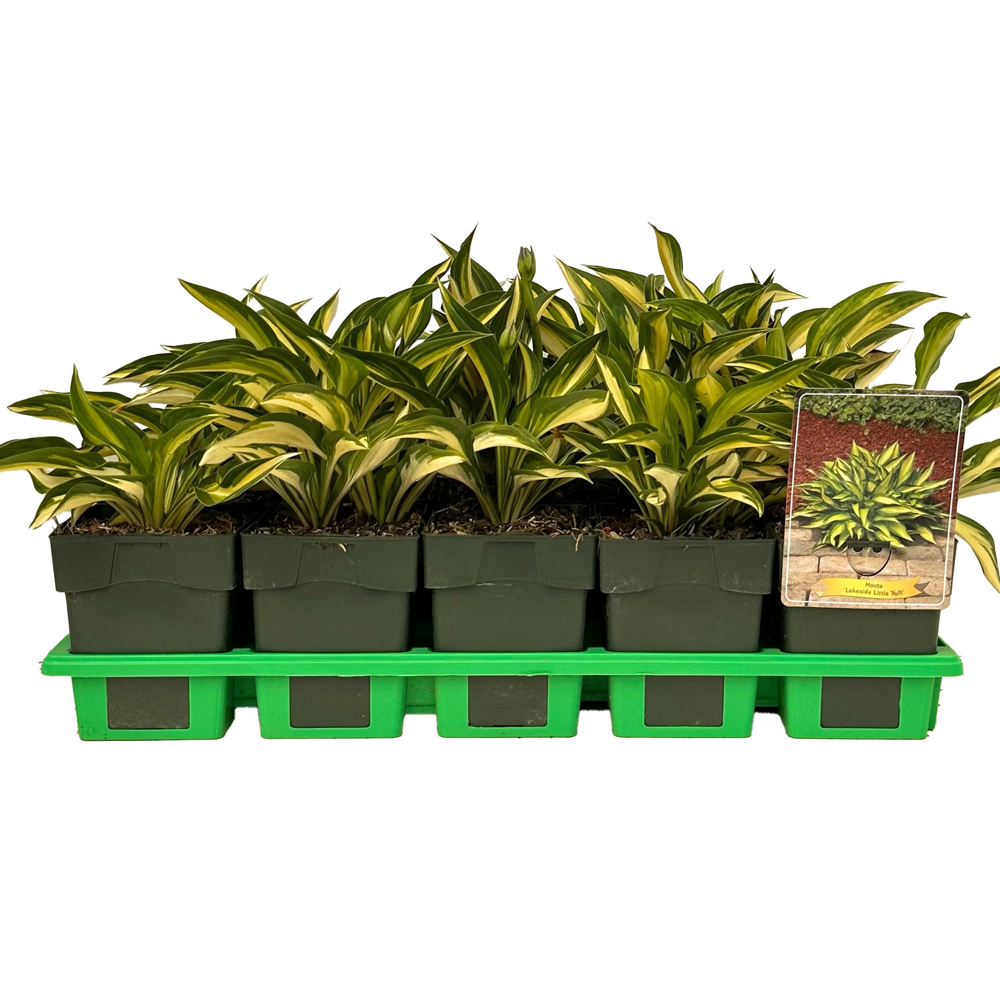 Hosta mix 25cm 11cm Pot