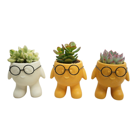 Succulent mix 12cm 505cm Pot