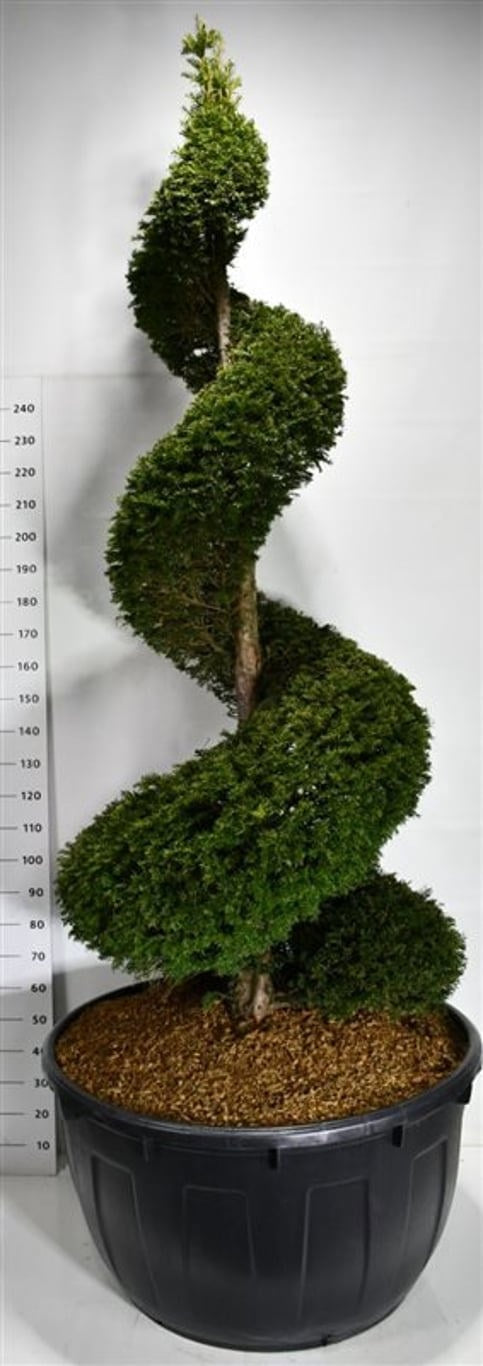 Taxus baccata 375cm 110cm Pot