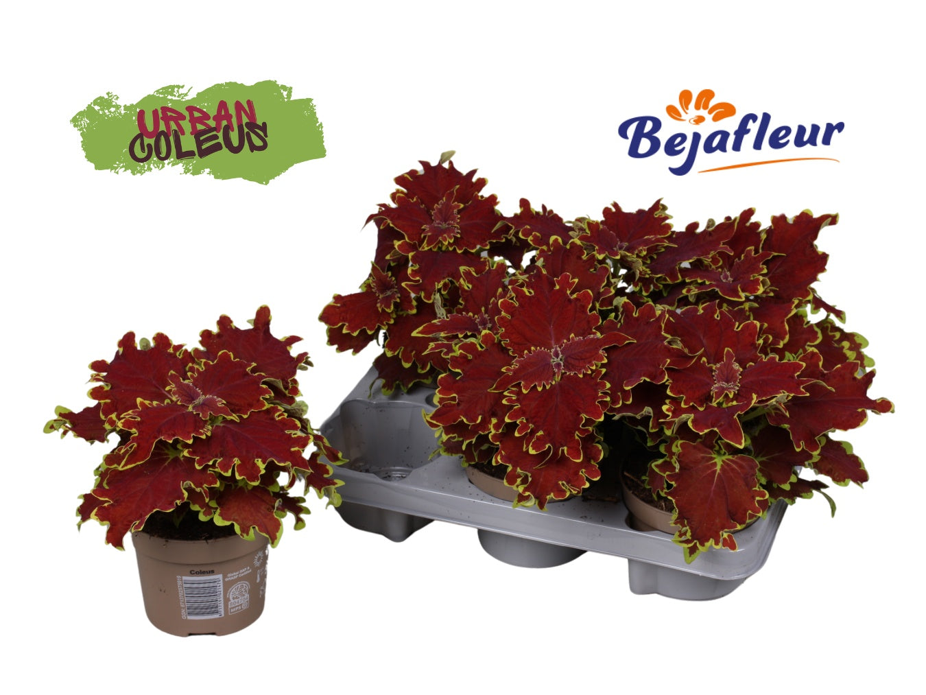 Coleus Stained Glassworks Crown Jewel 25cm 12cm Pot