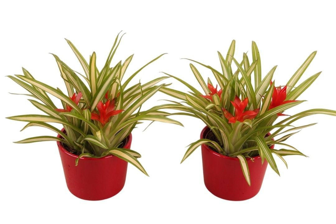 arr. Bromelia 30cm 12cm Pot